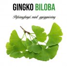 Ginkgo Biloba növény nevelő szett, Ginkgo Biloba növény nevelő szett