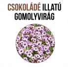 Csokoládé illatú gomolyvirág növény nevelő szett, Csokoládé illatú gomolyvirág növény nevelő szett